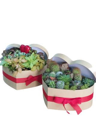 Cactus En Base De Corazon