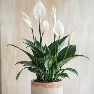 Spathiphyllum wallisii  “Crinul păcii” 