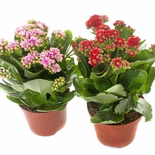 Planta Kalanchoe