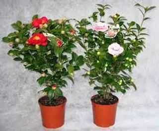 Anthurium colorato