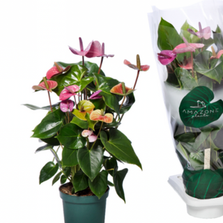 Anthurium Gigante (TRICOLOR)