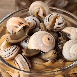 Caracoles