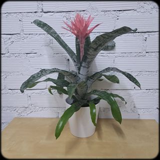 Billbergia