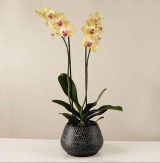 Orchidea alta sulla tonalità del giallo con vaso di ceramica