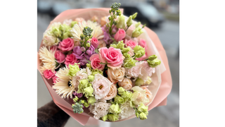 Ivory Pastel Premium