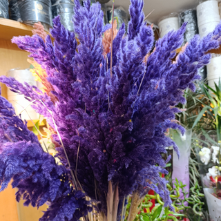 Pampas Sèches Violet x3