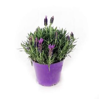 Lavanda