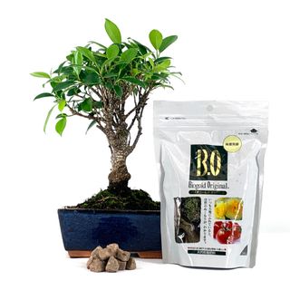 Pack Bonsái Ficus 5 años y abono japonés 240g