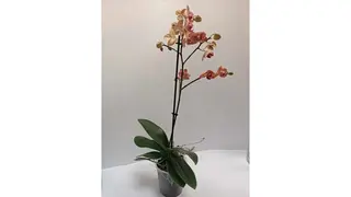 Roze orhideja
