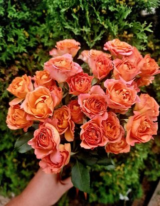 5 Trandafiri minirosa portocalii 