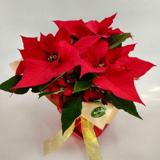 Arranjinho com 3 Estrelas de Natal