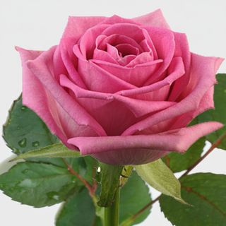 Рожева троянда (поштучно)