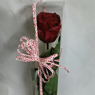 Rosa preservada