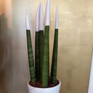 San saviera cilíndrica 