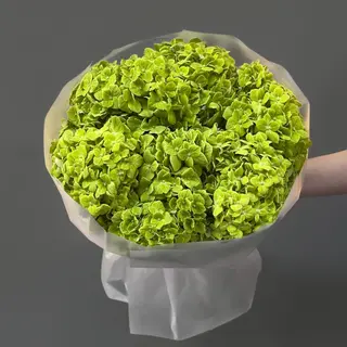 7 Hortensias Verdes 