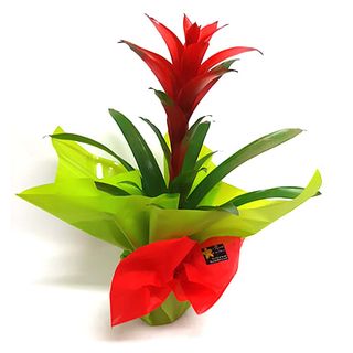 Guzmania