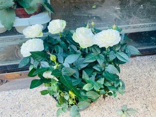 Pianta di Rosa in Vaso in ciotola Diametro 20