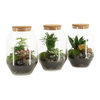 Terrario (Recibe uno de los 3 modelos)