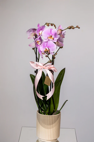 Phalaenopsis - Eleganță Exotică