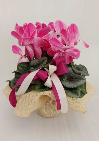 Ciclamino fucsia screziato
