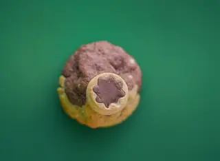 Cookie Nocilla Duo