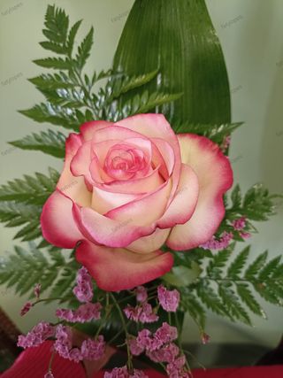Rosa Amor Rosa