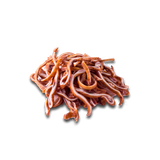Urechiușe de porc