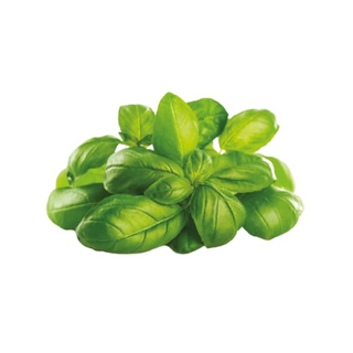Basilico la pianta