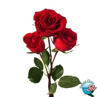 3 Rosa rossa
