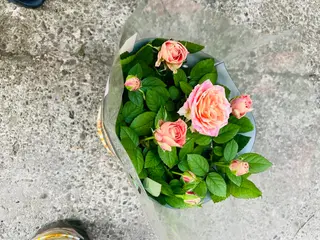 ciotola rose rosa