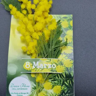 Mimosa nella busta transparente