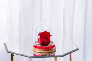 Trandafir cupola mica