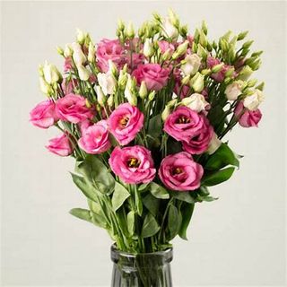 Lisanthius mazzo medio