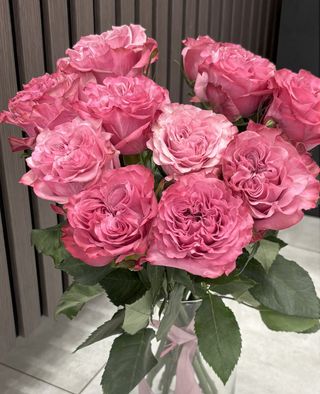 Róża piwoniowa ciemnoróżowa