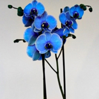 Orquídea Grande Azul (PREMIUM)