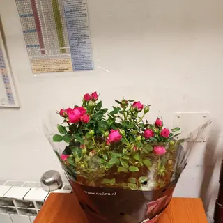 Rose rossa