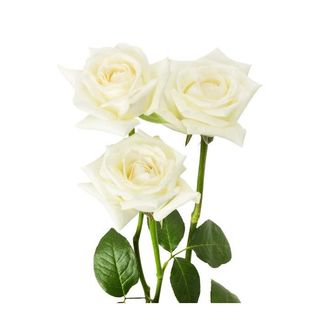 3 roses blanche 