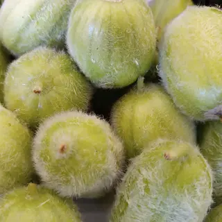 Carosello col pelo