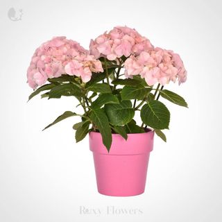 Hortensie În Ghiveci Mediu