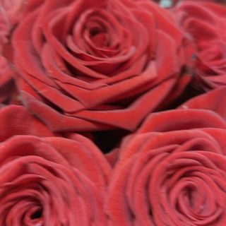 12 Rose rosse 