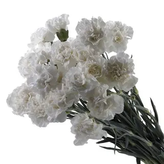 10 Stems White Carnation