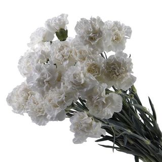 10 Stems White Carnation