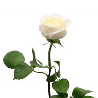 ROSA BLANCA MAMÁ