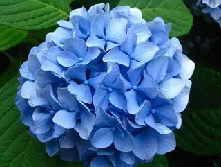 Ortensia singola azzurra