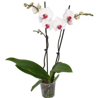 Orhidee Phalaenopsis