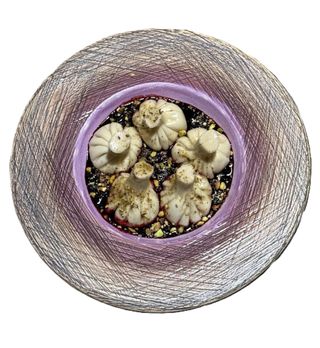 Хінкалі з крем-сиром та смородиною (5 шт.)