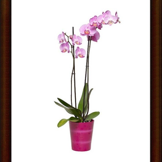 Orquídea Rosa Pequeña