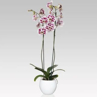 Orchidea phalenopsis