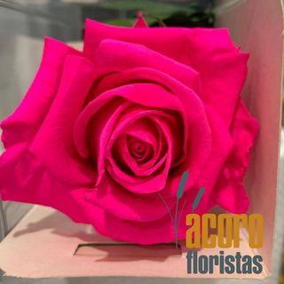 Rosa Eterna Fucsia