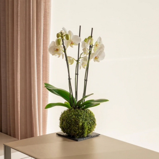 Orquídea Blanca - Kokedama